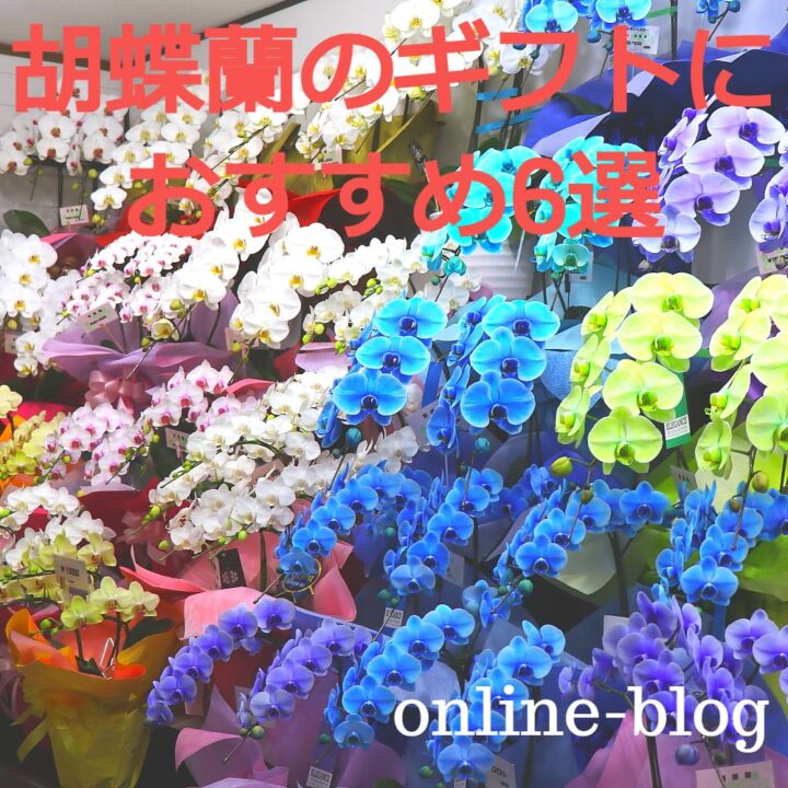 胡蝶蘭のギフトにおすすめ6選 花樹園オンラインブログ