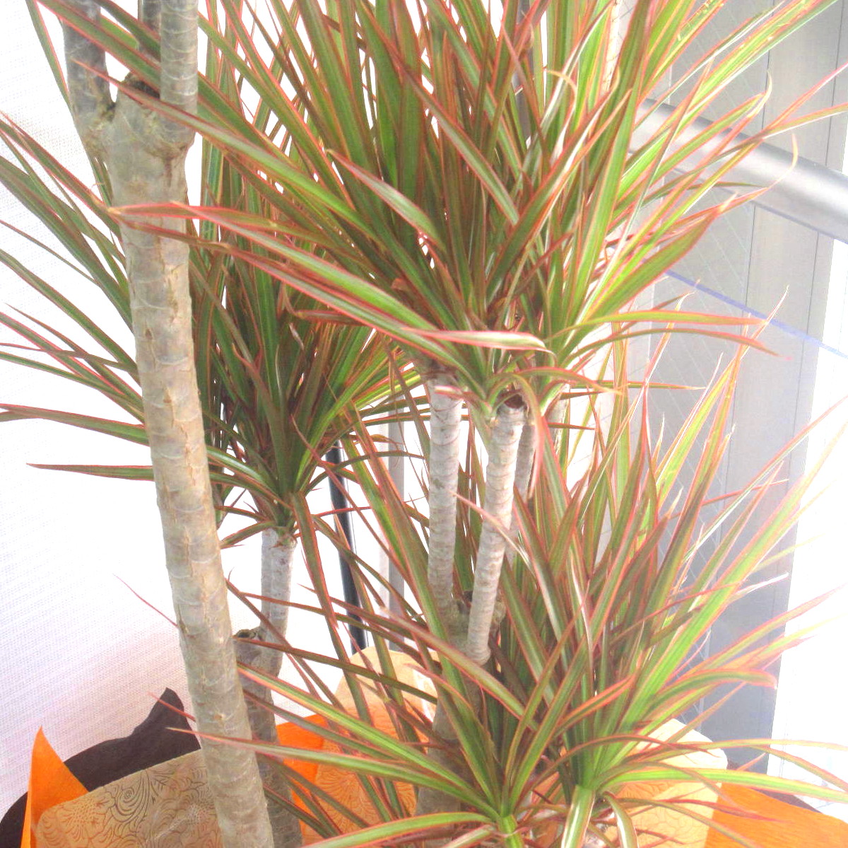 現品　ドラセナ　コンシンネ　レインボー　32番　観葉植物　インテリアグリーン 現品 ドラセナ コンシンネ レインボー 32番 観葉植物 特大