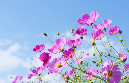 コスモスの花