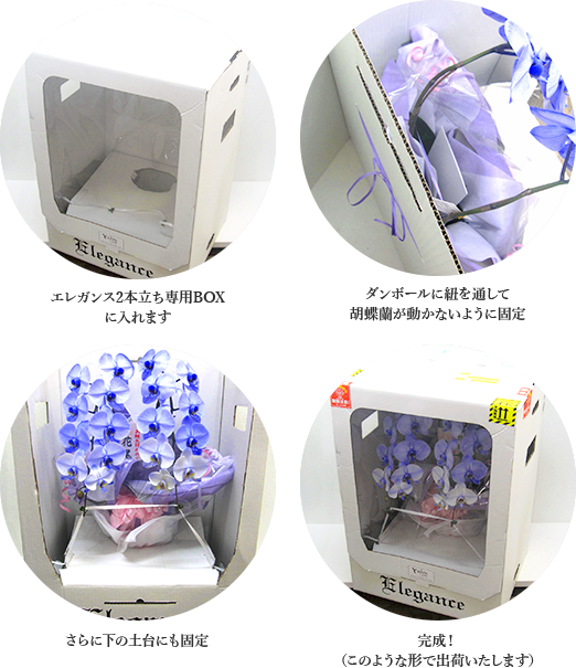 胡蝶蘭の梱包と発送