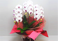 15,000円~30,000円の花