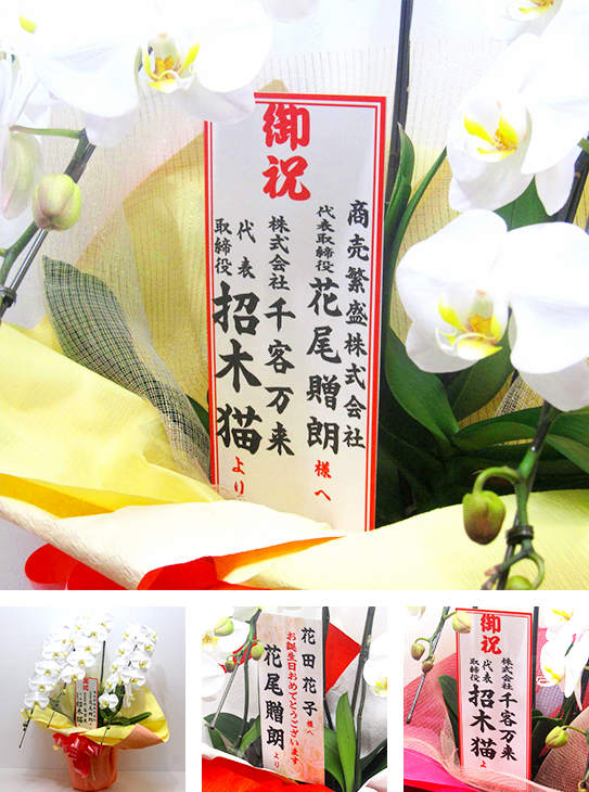 胡蝶蘭ギフト特集 お祝い事の贈り物として人気のお花