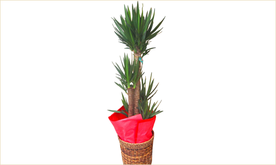 観葉植物