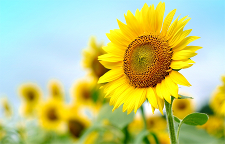 夏を代表する人気のお花 ひまわり特集