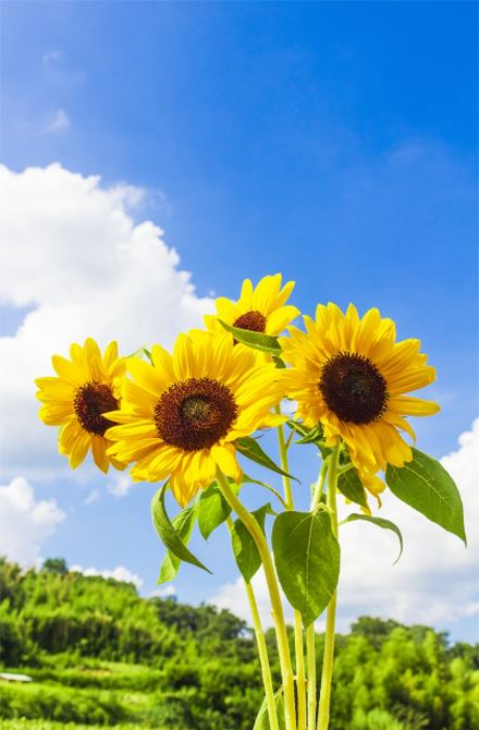 夏を代表する人気のお花 ひまわりプレゼント特集